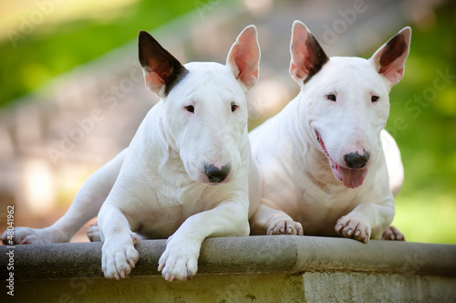 Canvas Print two white bull terriers posing together