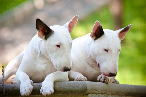 two white english bull terrier dogs