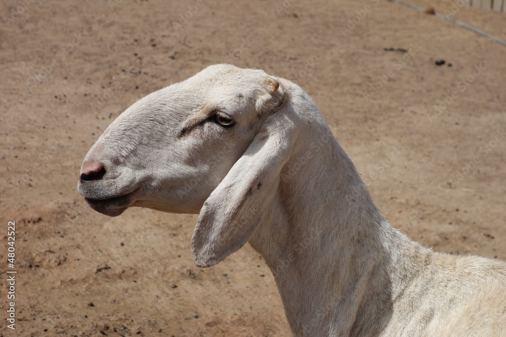 Hammel Schaf (Mouton) in Bamako, Mali (Afrika) Africa Stock Photo | Adobe  Stock