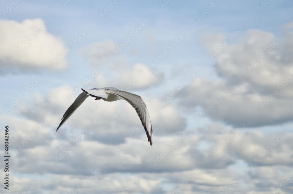 Obraz premium Seagull Flies Away