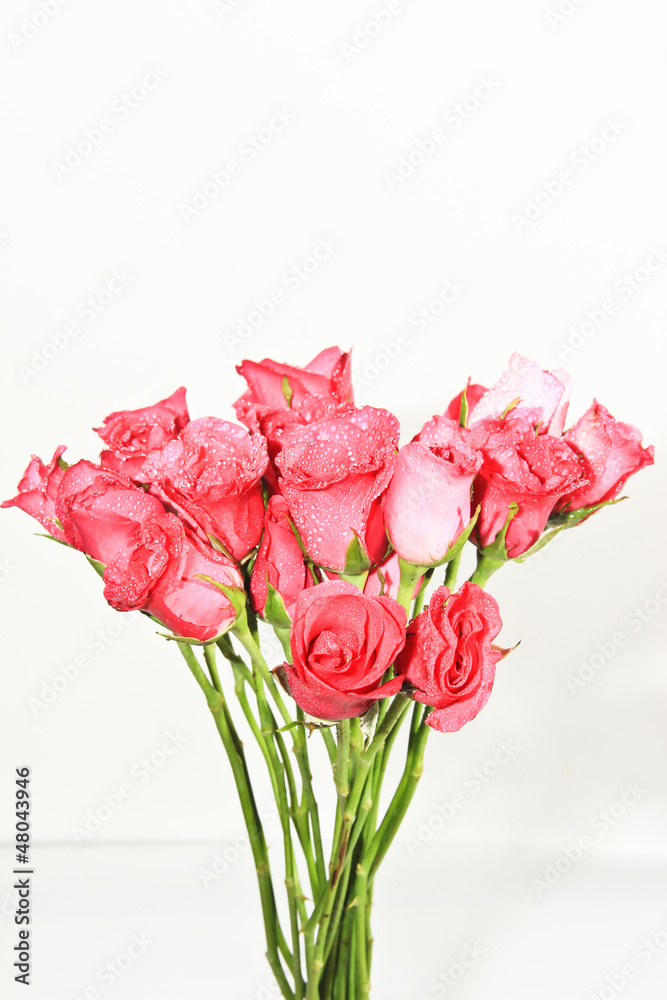 Roses of Romance