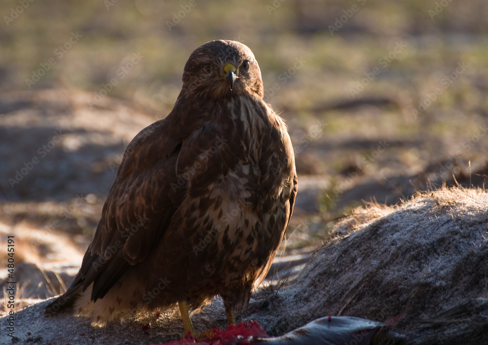 Obraz premium Buzzard
