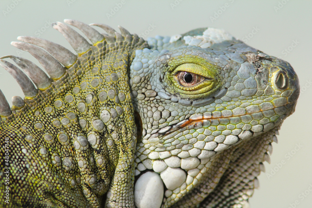 Fototapeta premium Closeup of Greeen Iguana - Bonaire