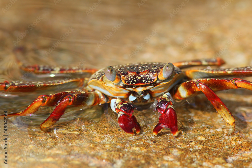 Sally Lightfoot Crab - Bonaire