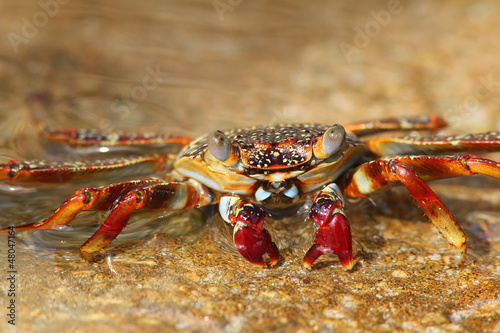 Sally Lightfoot Crab - Bonaire