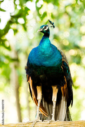 blue peacock in nightsafari chiangmai Thailand photo