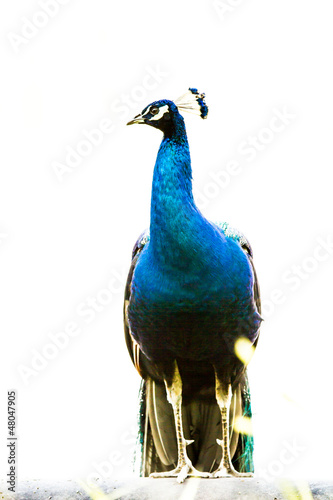 blue peacock in nightsafari chiangmai Thailand