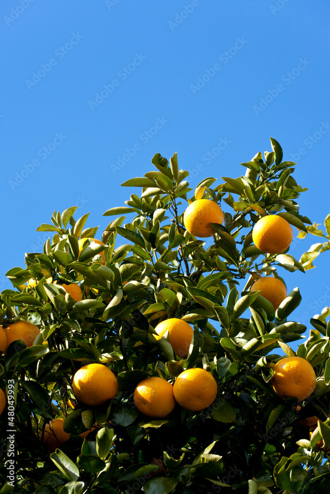 tree of the citrus fruit is ripe