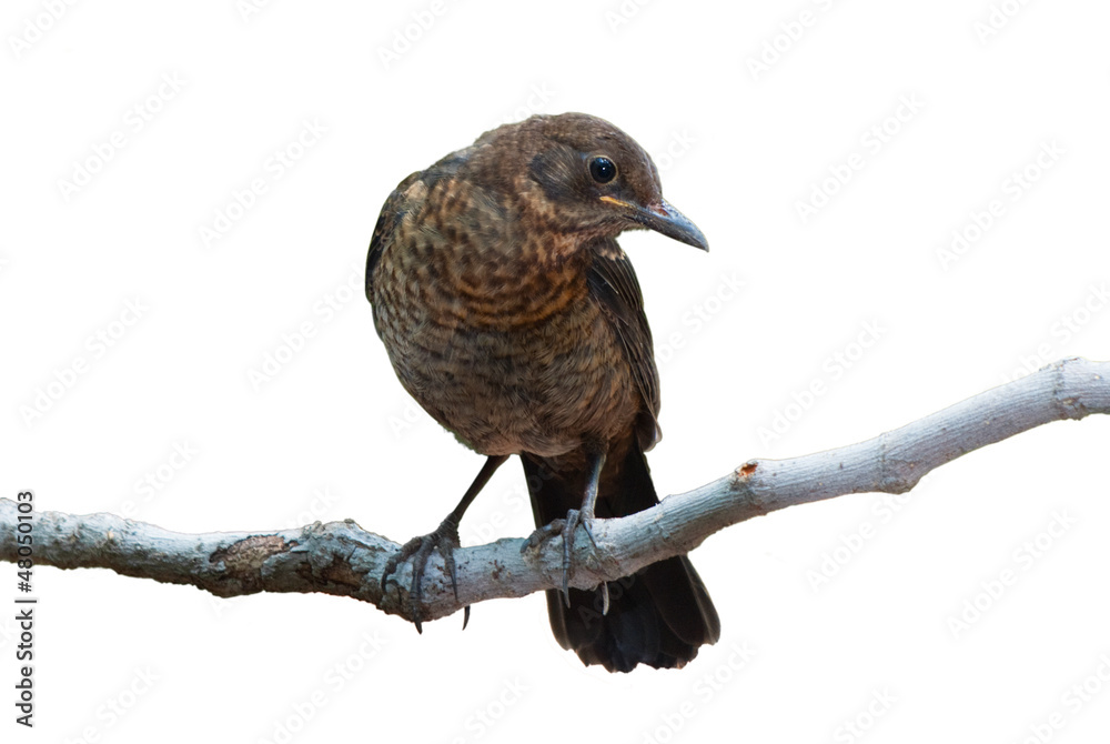 Naklejka premium Common Blackbird juvenile isolated on white background