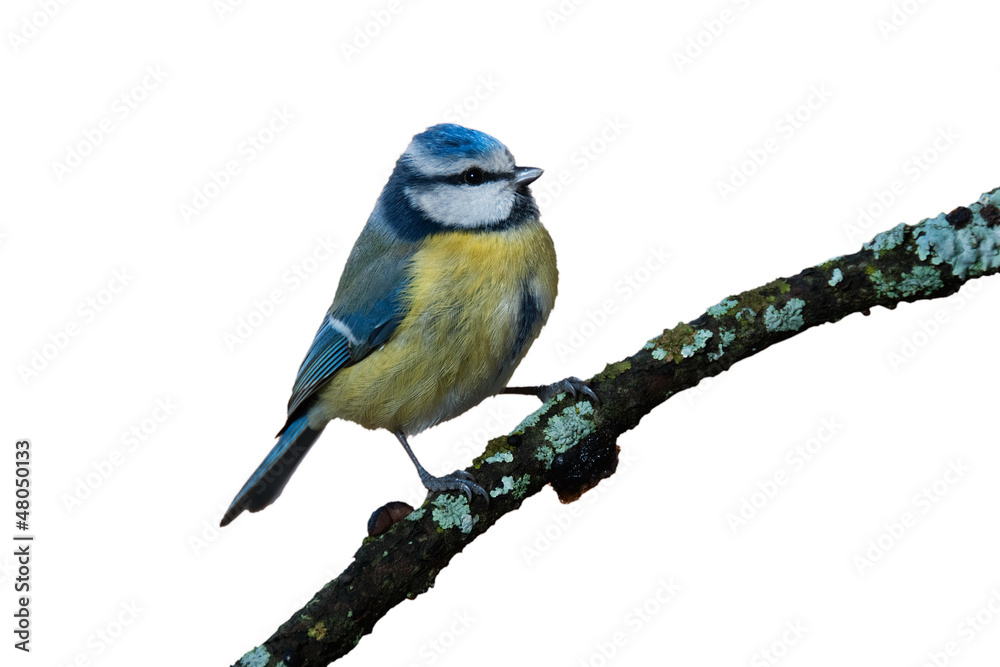 Obraz premium Modraszka zwyczajna (Parus caeruleus) na białym tle