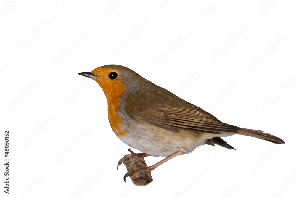Fototapeta premium European Robin isolated on white background profile