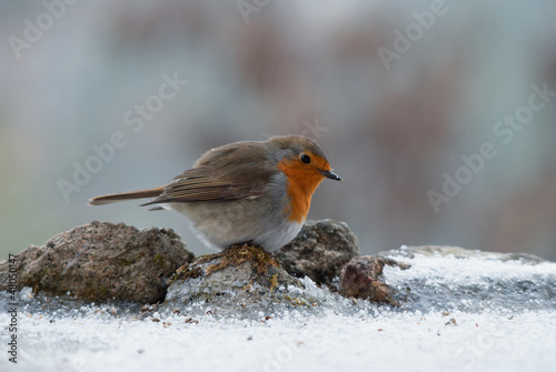 European Robin looking for food on the snowy ground