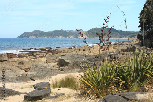 Langs Beach with Harakeke plants