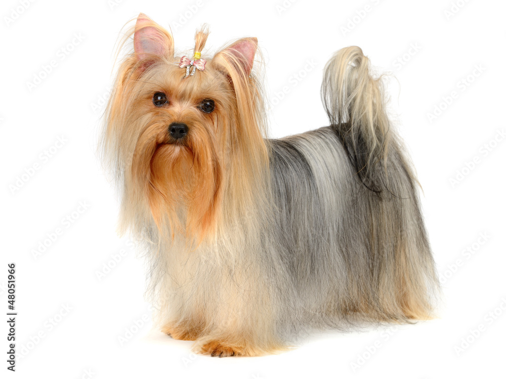 yorkshire terrier yorkshire terrier
