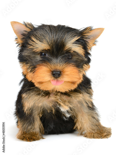 yorkshire terrier