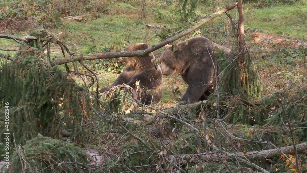 Braunbär