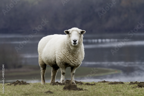 Fototapeta Naklejka Na Ścianę i Meble -  Sheep by reservoir