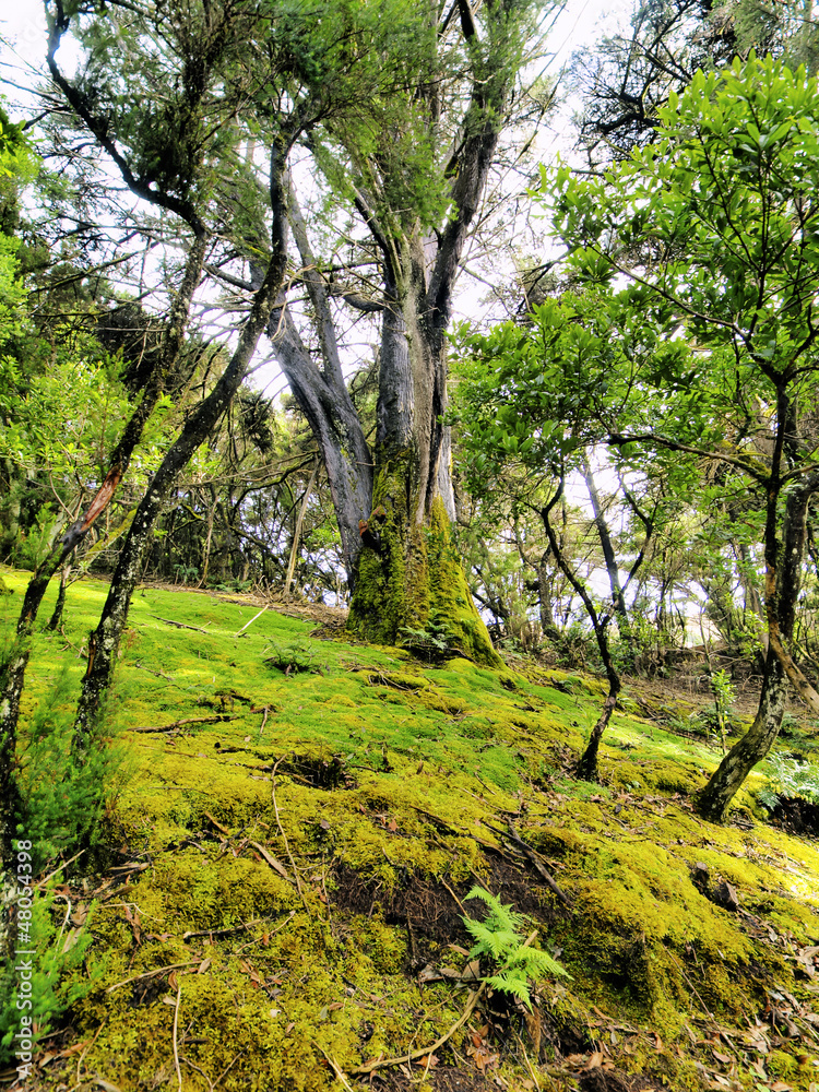 Laurel Forest, Hierro, Canary Islands, Spain