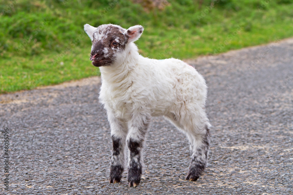 Obraz premium Irish baby lamb