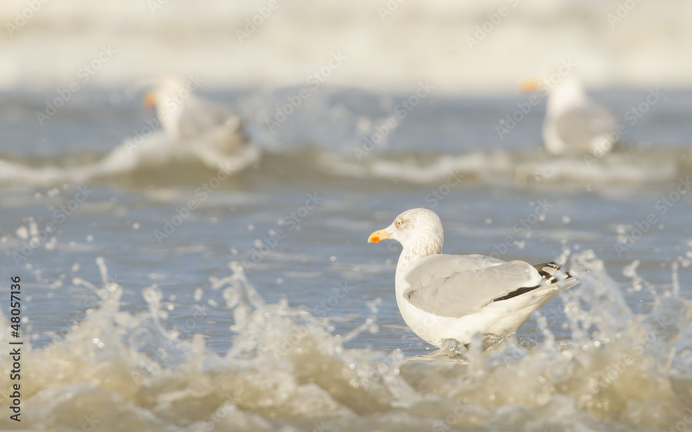 Herring gull on a beach Herring gull on a beach