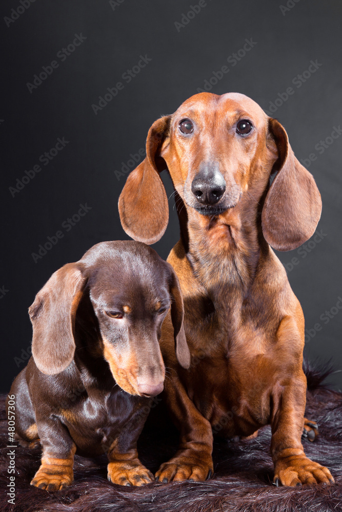 red and chocolate dachshund dogs with hunting trophy