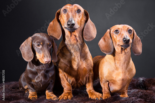 three red and chocolate dachshund dogs © oxilixo