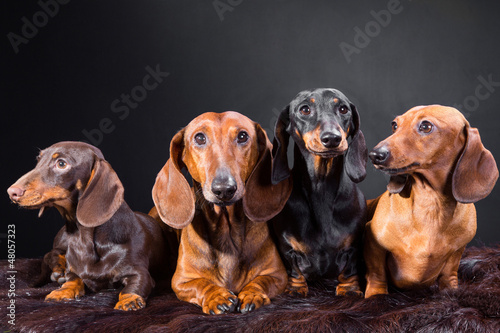 four dachshund dogs