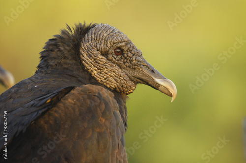 Black Vulture (Coragyps atratus) photo