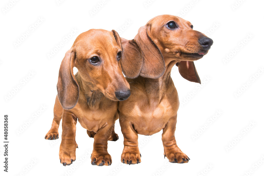 two red dachshund dogs on isolated white