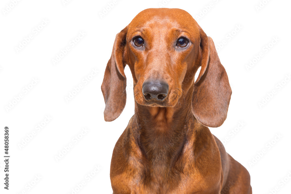 red dachshund on isolated white