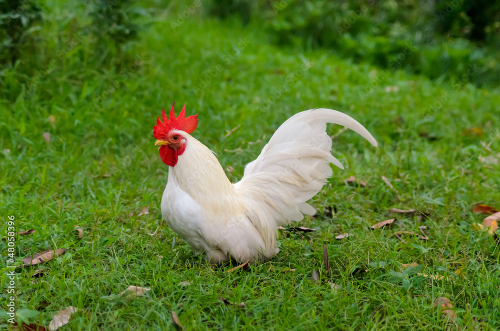 Fototapeta premium A white Thai Bantam rooster.