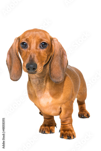 red dachshund puppy on isolated white © oxilixo