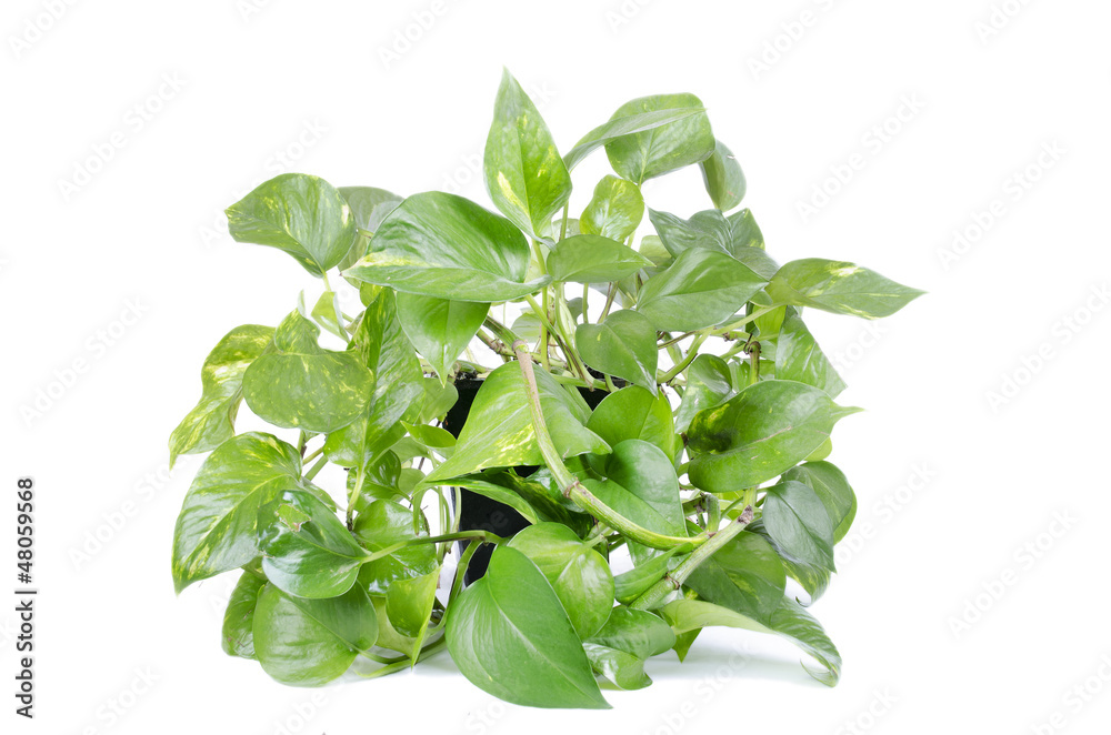 Green House Plant isolated on white background Green House Plant isolated on white background