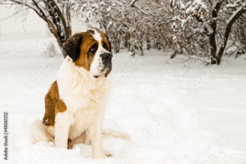 Φωτογραφία Saint Bernard in the Snow