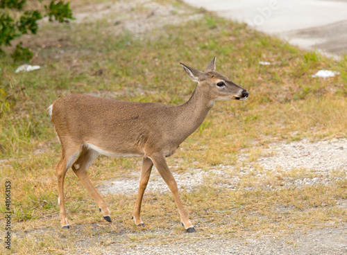 Small Key Deer in woods Florida Keys