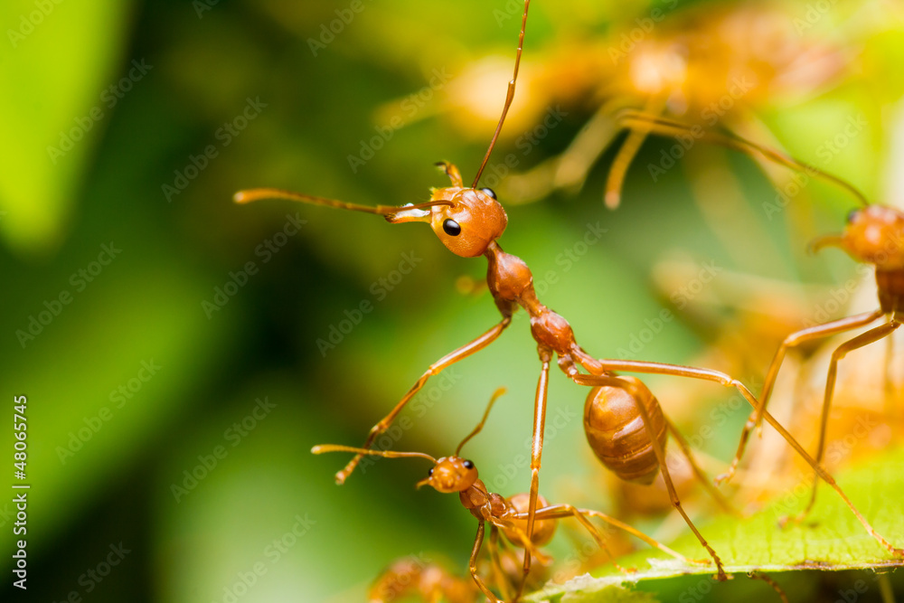 Red Ants in nest Red Ants in nest