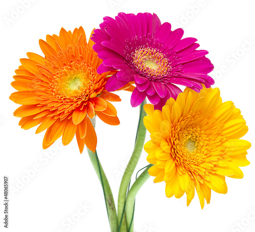 Tablou Canvas Gerber Daisy isolated on white background
