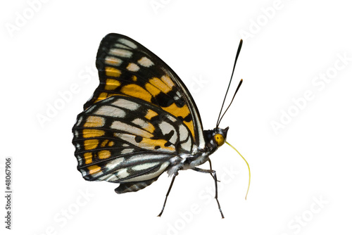 Butterfly (Sephisa dichroa) 14