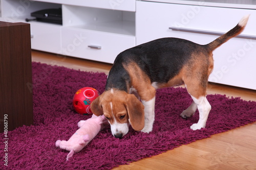 Female Beagle puppy photo