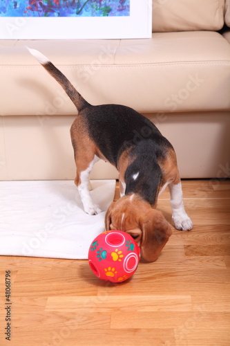 Female Beagle puppy photo