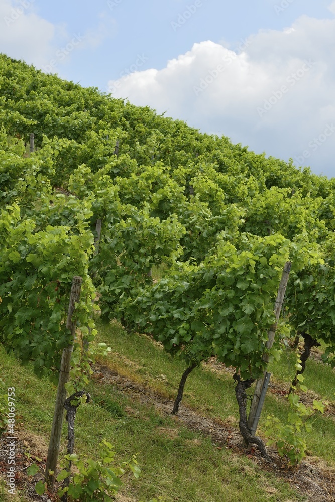 hilly vineyard #1, Stuttgart