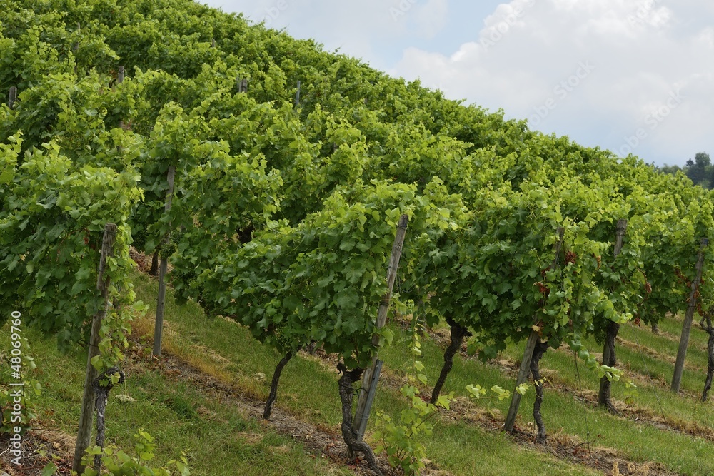 hilly vineyard #2, Stuttgart