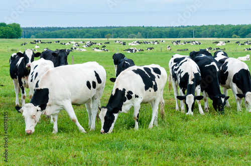 herd of cows on the pasture