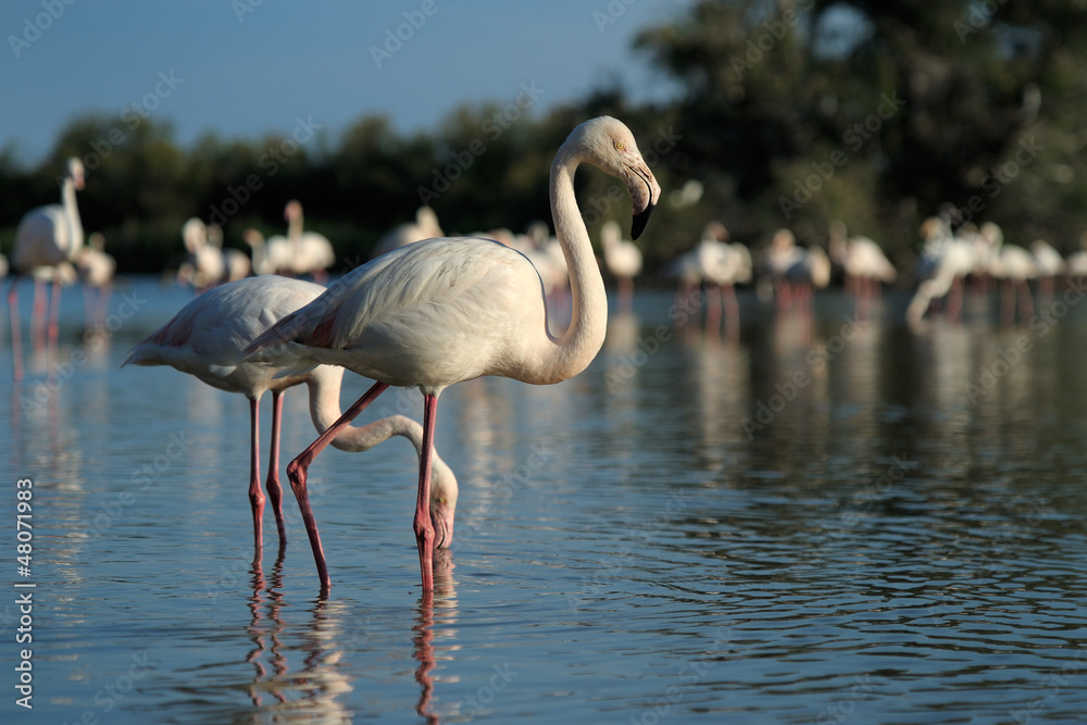 Two Greater Flamingo in front of a group