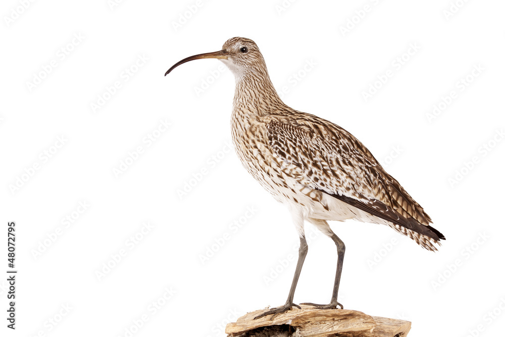 Großer Brachvogel (Numenius arquata) freigestellt Großer Brachvogel (Numenius arquata) freigestellt
