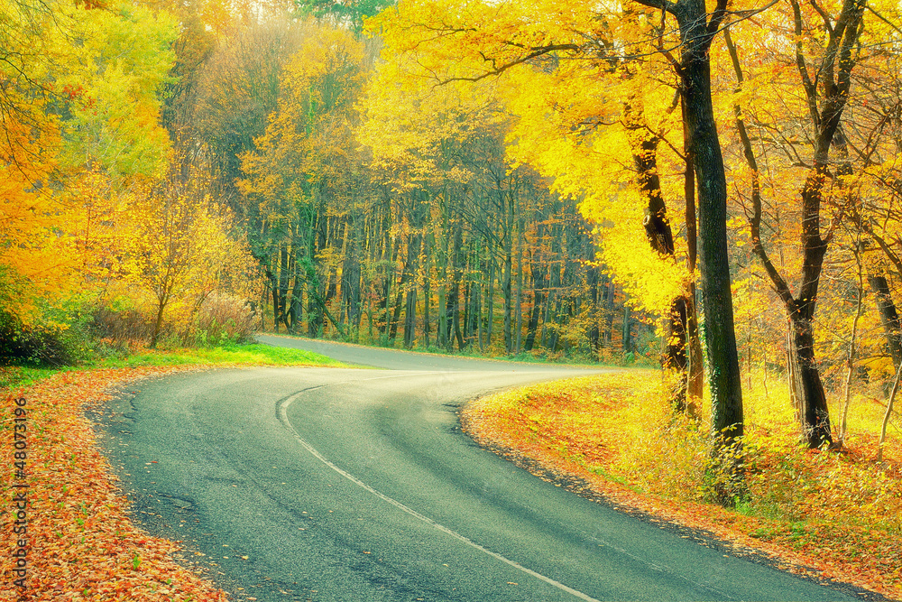 Fototapeta premium road in autumn forest
