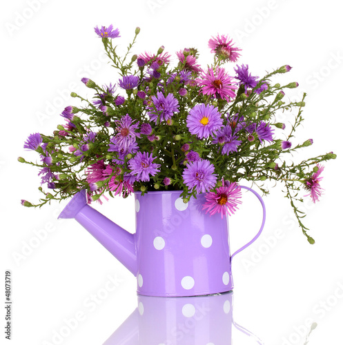 beautiful bouquet of purple flowers in watering can isolated