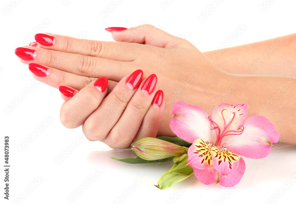 woman hands with flower isolated on white woman hands with flower isolated on white