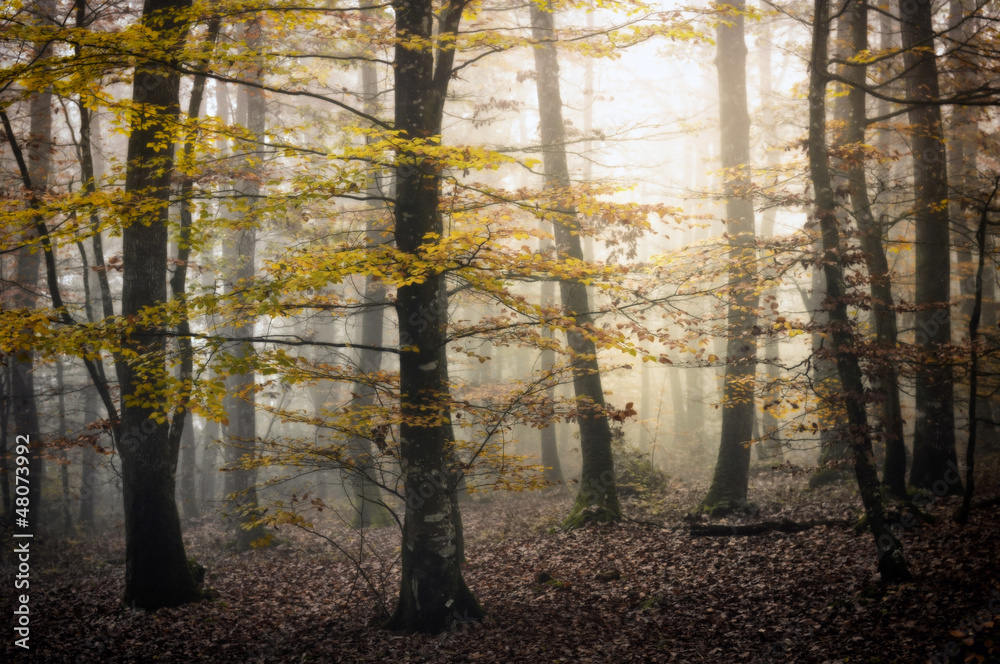 Fototapeta premium morning forest