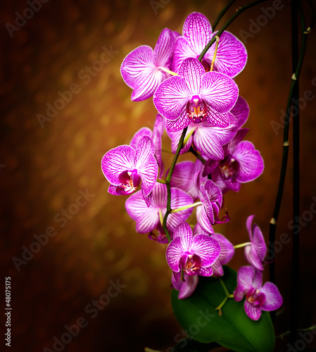 orchid